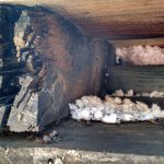 Rotting Roof Joist